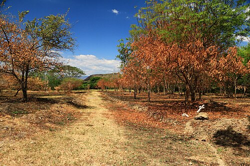 Saldaña, Tolima