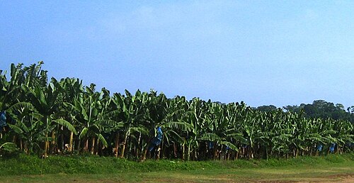 Zona Bananera, Magdalena
